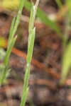 Narrowleaf silkgrass